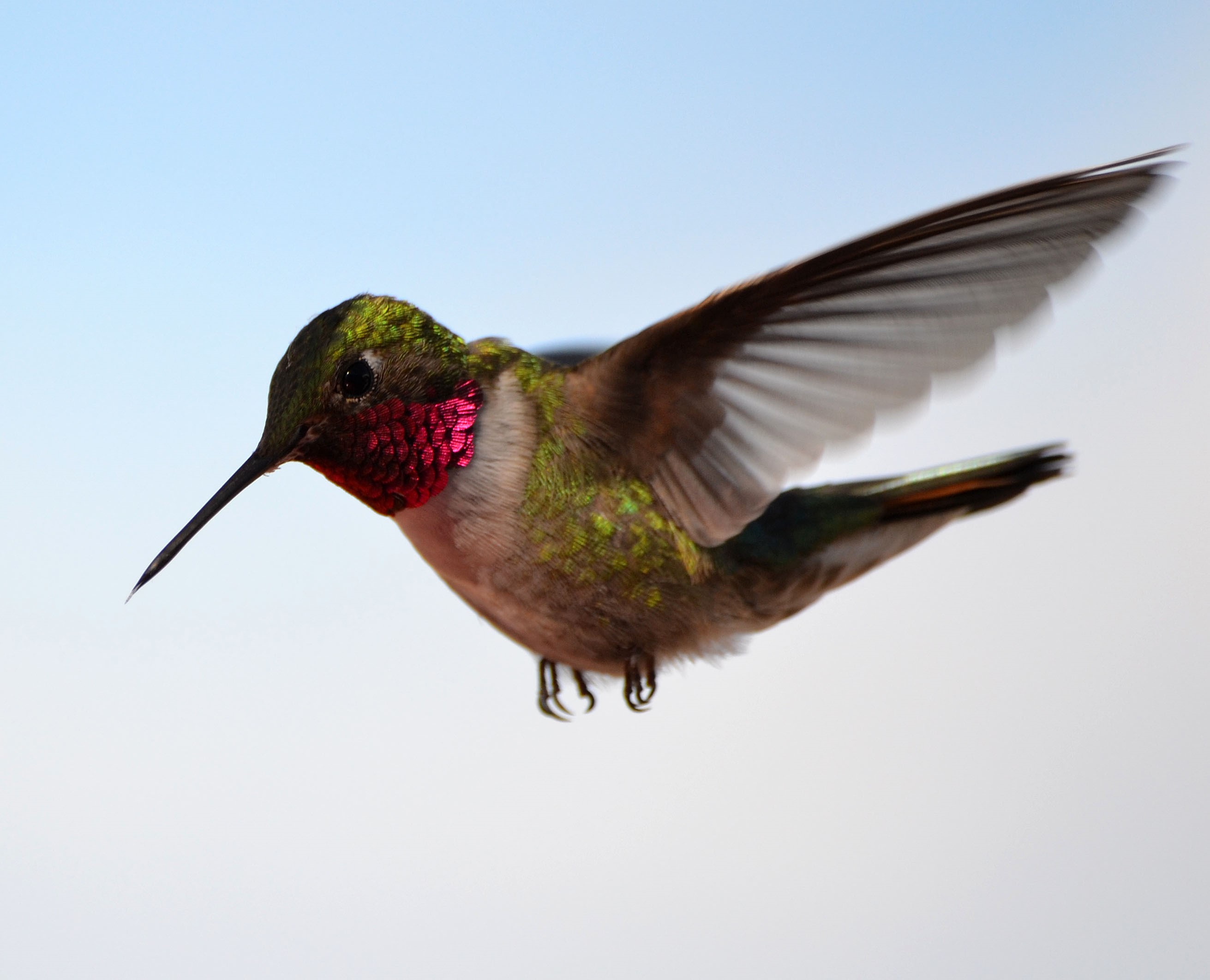 photo-of-a-hummingbird-3882092